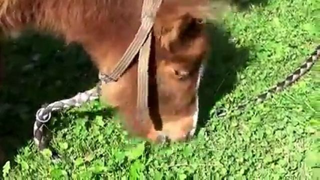 Самая маленькая лошадка по имени Пончо :) смотреть онлайн