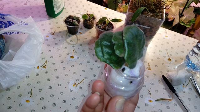 ОРХИДЕИ | Отпуск и приятные сюрпризы | МАСДЕВАЛЛИЯ смотреть онлайн