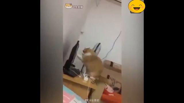 Ну и хохма над этими животными, что творят посмотри! смотреть онлайн