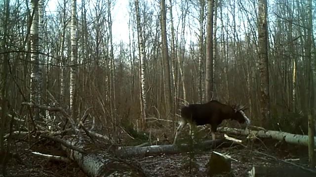 Лось днем на солонце смотреть онлайн