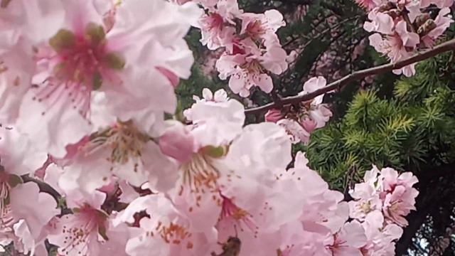 Ялта!один раз в год.... смотреть онлайн