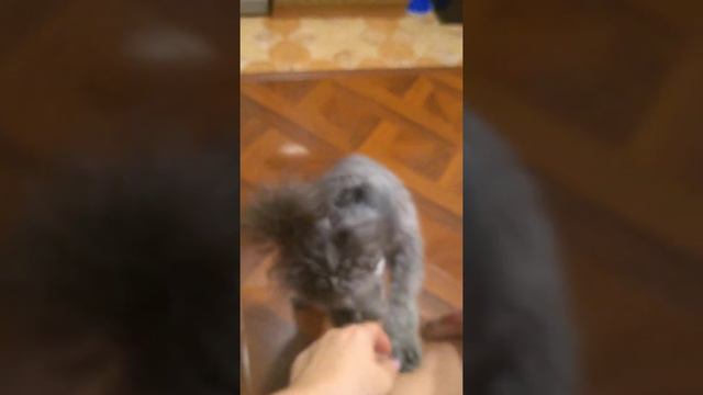 Ужин с собаками, всегда хотим есть🙆 голодные глаза, пудели лапки