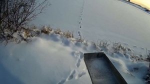 Охота на Лису капканами. Сезон 19/20. Жена поймала лису! Установка капкана в след + результат