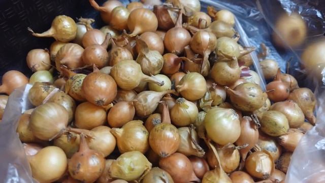 ЛУК СЕВОК ОТ ПОКУПКИ ДО ПОСАДКИ | КАК ХРАНИТЬ И ЧТО С НИМ ДЕЛАТЬ смотреть онлайн