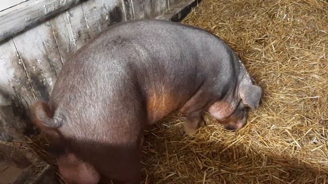 КАК ОПРЕДЕЛИТЬ СВИНОМАТКУ КОТОРАЯ ЗАГУЛЯЛА смотреть онлайн