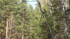 Против аритмии сердца 1 часть  Для мужчин и женщин С паузами для повторения Сытин Г.Н.