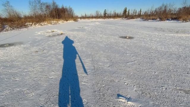 Ловим щуку, перволедье 2021-2022 Вынгапуровская старица.#Sokolhobby#Щука.#первыйлёд #перволедье