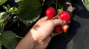 Супер-ремонтантный сорт - клубника  #Маджестик медио г. Омск Ферма "Омская Ягода"