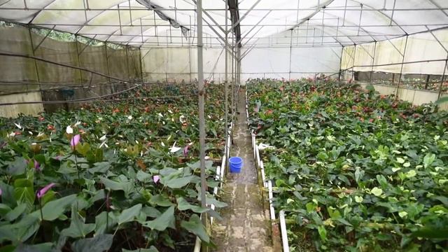 Anthurium Festival 2020 (Day 2)_ Anthurium Garden Competition смотреть онлайн