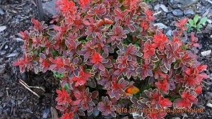 Барбарис тунберга Коронита (coronita) ? обзор: как сажать, саженцы барбариса Коронита