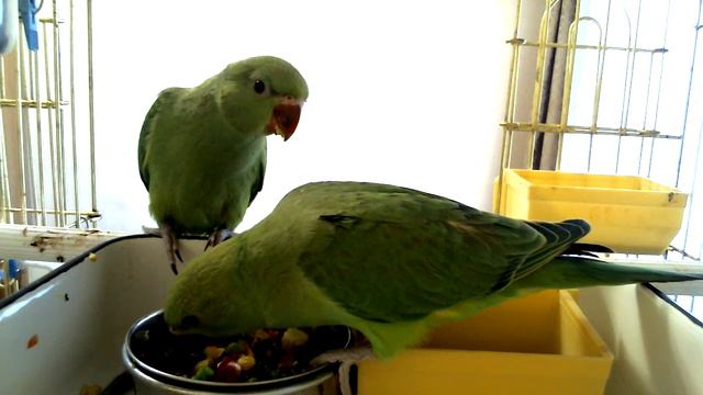 Молодые ожереловые попугаи у кормушки 07.06.2015 г. 237