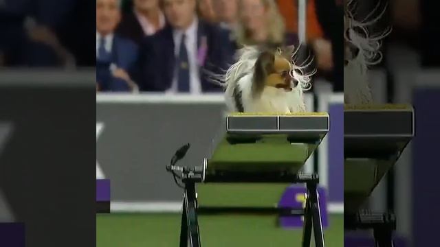 Выступление Папийона смотреть онлайн