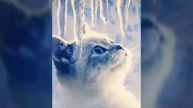 💖КЛИП ПРО КОТЯТ💖ООЧЕНЬ КРАСИВЫЙ Djemalya смотреть онлайн