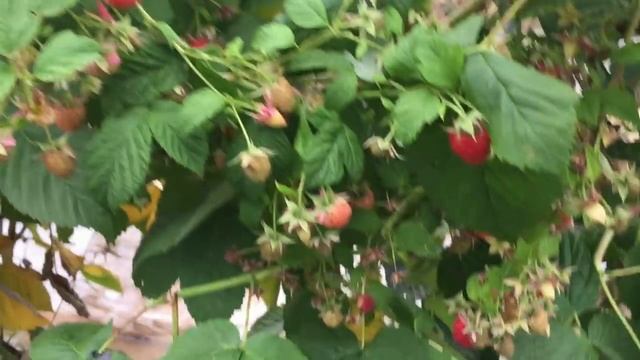 Малина Маравилла в теплице. Осеннее плодоношение. Терра-Маркет. смотреть онлайн