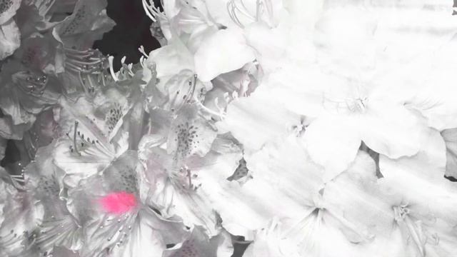 ЦВЕТНОЕ ВОЛШЕБСТВО смотреть онлайн