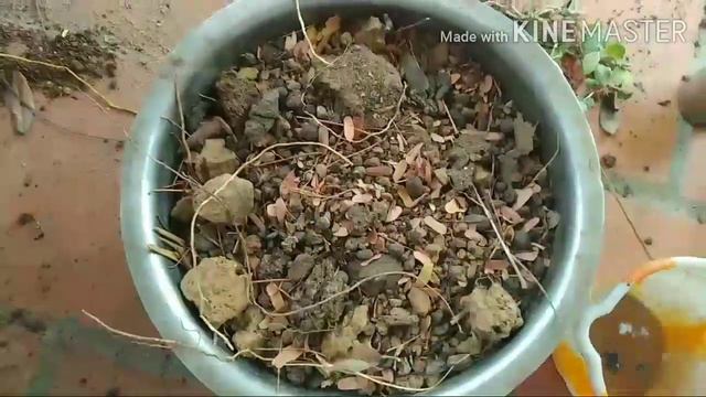 How to grow vallarai in terrace garden in tamil? смотреть онлайн