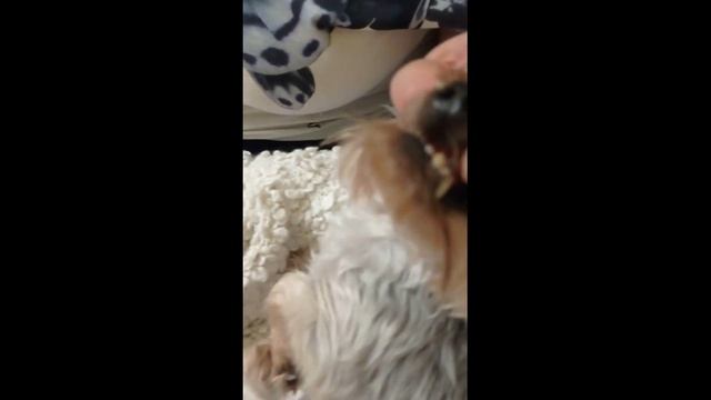 Как правильно чистить зубы йорку... #Shorts смотреть онлайн