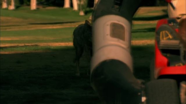 Family Vacation Goes Horribly Wrong After Savage Wolf Attack | Wonder смотреть онлайн