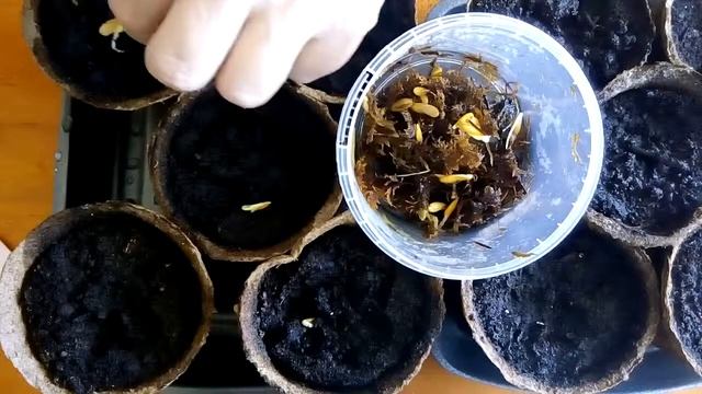 Проверяем и сажаем на рассаду в торфяные горшки замоченные семена дыни разных сортов смотреть онлайн
