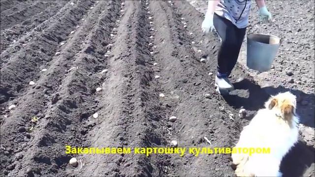 Посадка картофеля с помощью мотокультиватора Прораб GT 71 SK смотреть онлайн