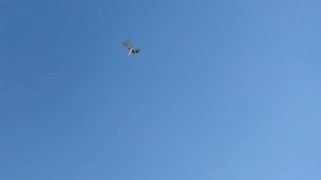 Бойные голуби Тасманы Музаффара Джураева, Узбекистан, Ташкент. Tauben. Pigeons. смотреть онлайн