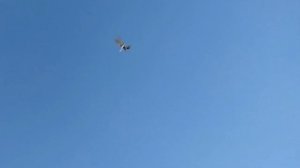 Бойные голуби Тасманы Музаффара Джураева, Узбекистан, Ташкент. Tauben. Pigeons.