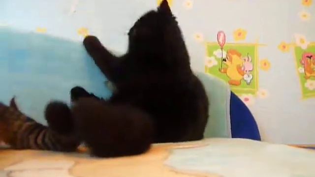 Котята экзоты продажа Киев смотреть онлайн