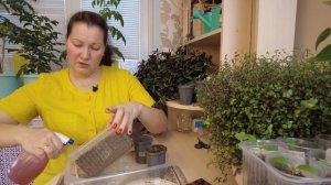 СЕЮ ПЕРЦЫ НА РАССАДУ В ПЕРВУЮ ОЧЕРЕДЬ/ПОДРОБНО КОГДА СЕЯТЬ ПЕРЕЦ В 2023