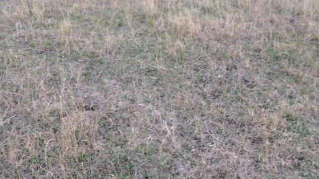 Грибы опята. Где собирать полевые ОПЯТА. Рецепт приготовления ОПЯТ. смотреть онлайн