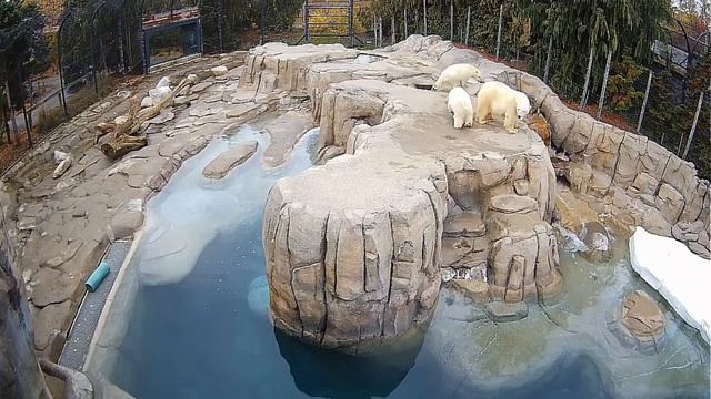 Мама подошла и успокоила медвежат#Toledo Zoo смотреть онлайн