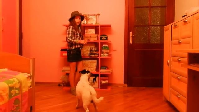 мой ДЖЕК РАССЕЛ ТЕРЬЕР реально умеет считать ..вау как КРУТО!!! смотреть онлайн