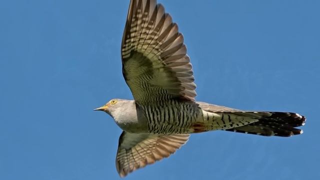 Пение птиц - Кукушка смотреть онлайн