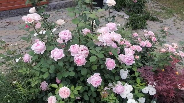 David Austin's Rose — Brother Cadfael, 07.06.2021 смотреть онлайн