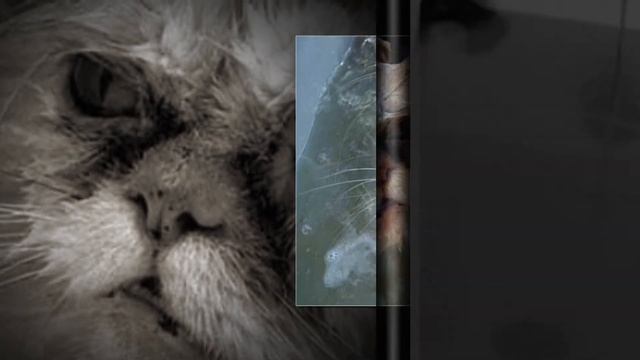 В душу наплевали. Кот боится воды? смотреть онлайн