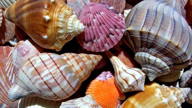 Морские Раковины Жемчуг Море смотреть онлайн