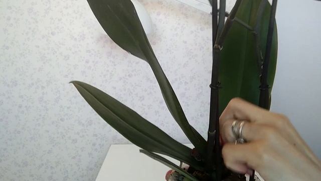 Орхидея ИНТРИГА!!! ??? Мой выигрыш? смотреть онлайн