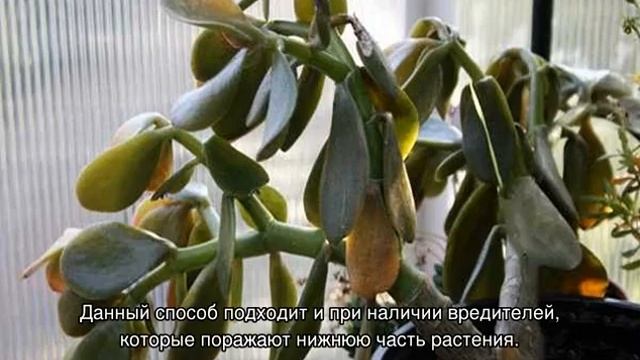 Как спасти денежное дерево, которое сохнет и погибает