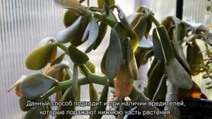 Как спасти денежное дерево, которое сохнет и погибает