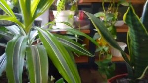 Комнатные цветы ?НЕПРИХОТЛИВЫЕ комнатные растения