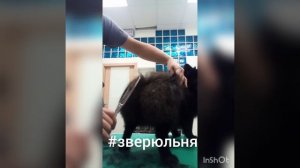 Как красиво подстричь попу шпицу