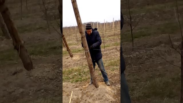 Подвязка столбов шпалер проволокой. смотреть онлайн