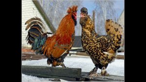 В городе Тарусе.Песню исполняет  Кирилл Точилкин