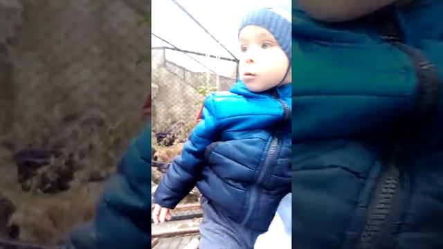 Рыси Московский зоопарк 09.10.2020 смотреть онлайн