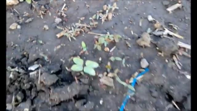 Ходы медведки в огороде смотреть онлайн