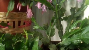 Отличие декабриста шлюмбергера от рипсалидопсиса.