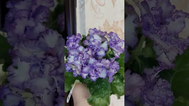 Моя улюблена фіалка АВ-Кринолин 🌺 смотреть онлайн