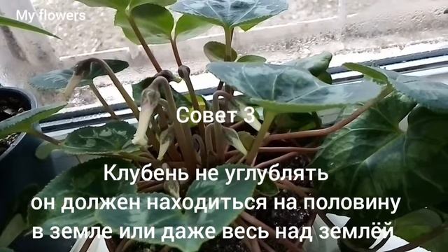 Как ухаживать за цикламеном! Советы для тех у кого это с трудом получается! смотреть онлайн