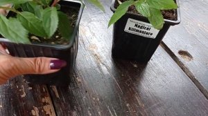 Посылка из питомника Анабель. Гортензии: Полистар, Меджикал мон блан, Меджикал Килиманджаро