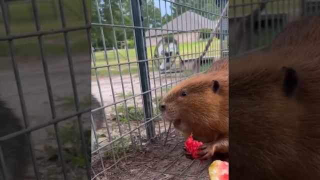 бобёр кушает