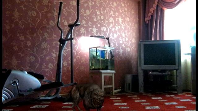 STALKER в зоне зажигают.avi смотреть онлайн